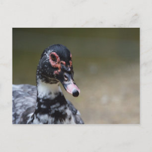 Carte Postale Cairina moschata domestica