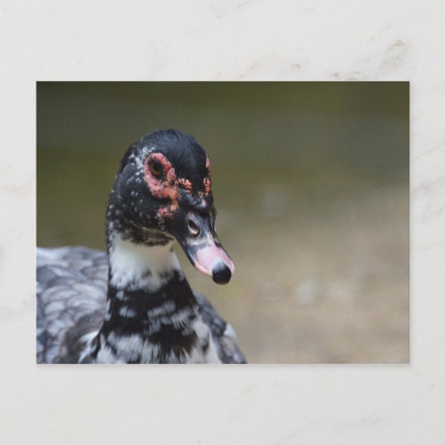 Carte Postale Cairina moschata domestica (Devant)