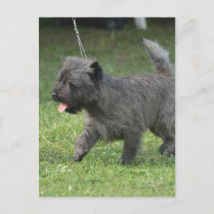 Carte Postale Cairn Terrier