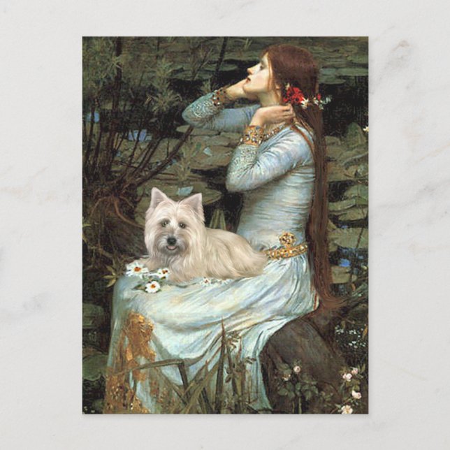 Carte Postale Cairn Terrier 4 - Ophélie Siège (Devant)