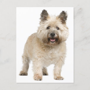 Carte postale Cairn Terrier Chien Chien Chien Chie