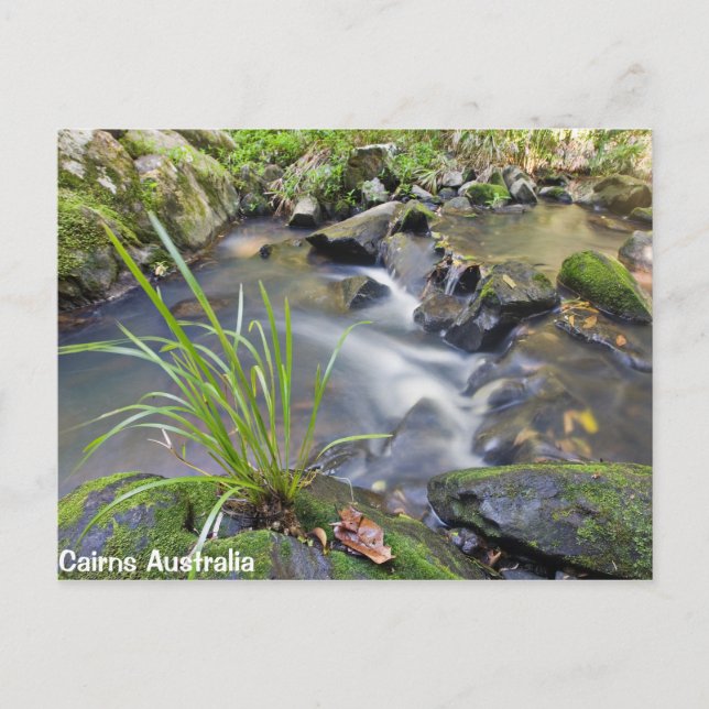 Carte postale Cairns Forest Australia (Devant)