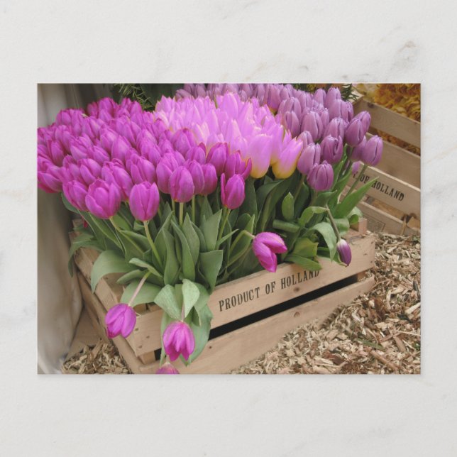 Carte Postale caisse en bois avec tulipe violette (Devant)