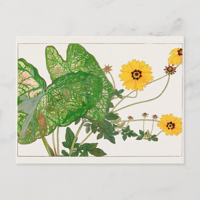 Carte Postale Caladium à feuilles fanées, Coréopsis par Tanigami (Devant)