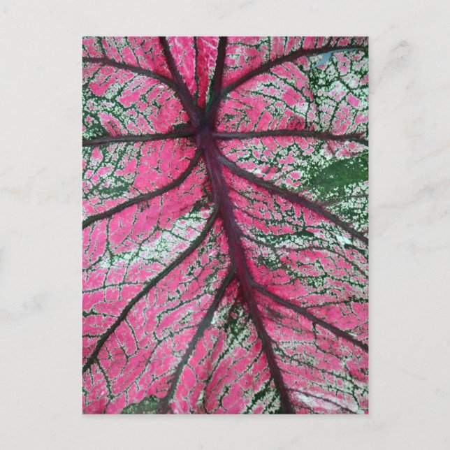 Carte Postale Caladium Feuilles rouges et verts (Devant)