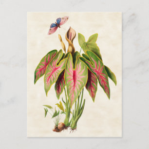 Carte Postale Caladium Vintage Botanique
