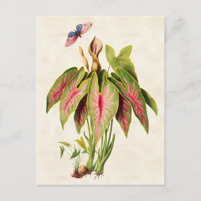 Carte Postale Caladium Vintage Botanique (Devant)