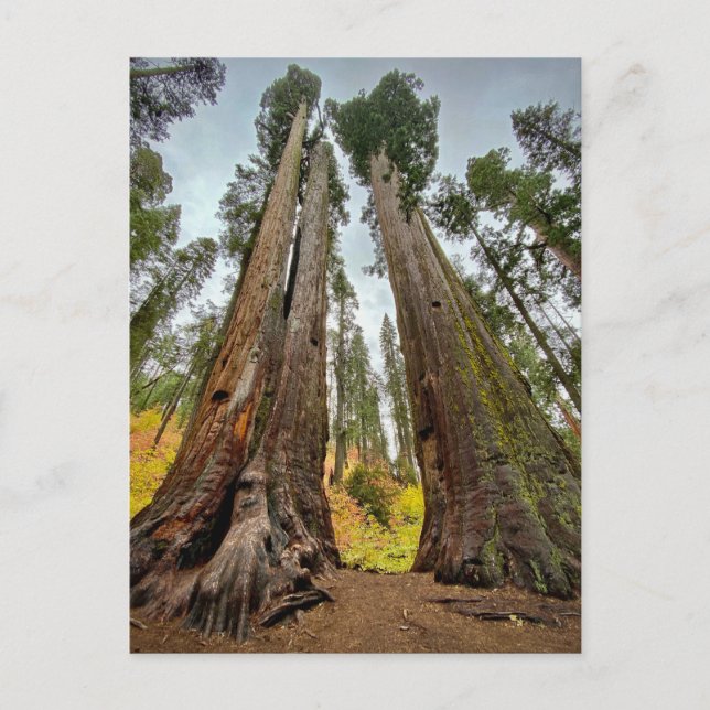 Carte Postale Calaveras Big Trees State Park, Californie (Devant)