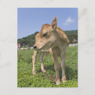 Carte Postale Calcul