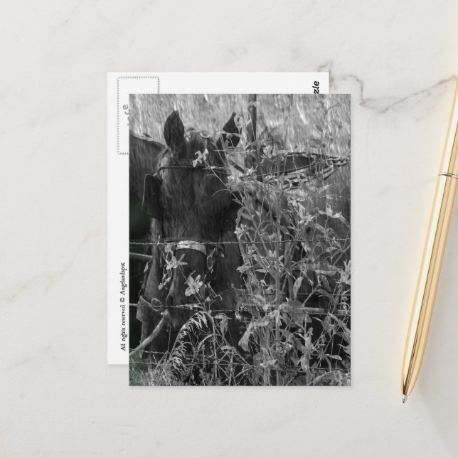 Carte Postale Calèche Amish noir et blanc Été  (Devant/Arrière en situation)