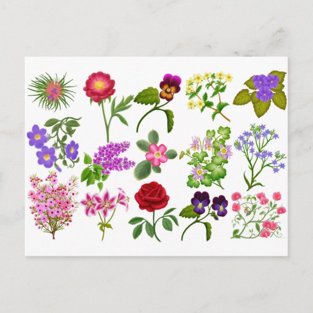 Carte Postale Calendrier des fleurs colorées du jardin (Devant)