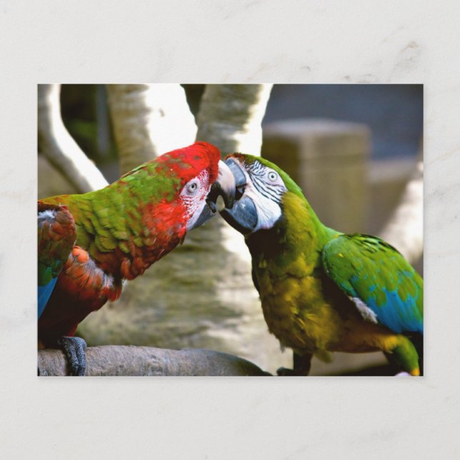Carte postale Calendrier Macaw Parrots 2013 (Devant)