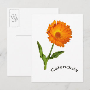 Carte postale - Calendula
