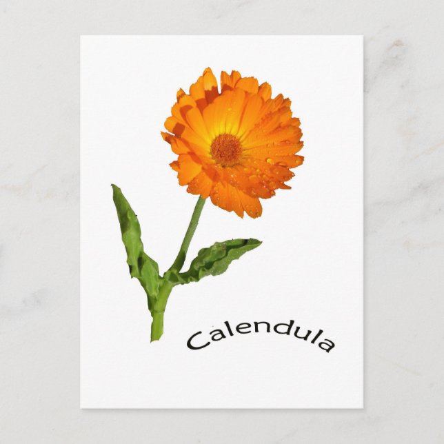 Carte postale - Calendula (Devant)