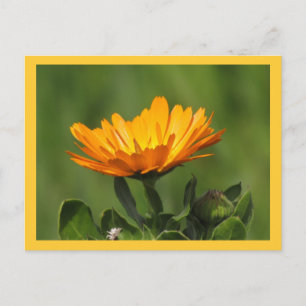 Carte postale - Calendula Bloom