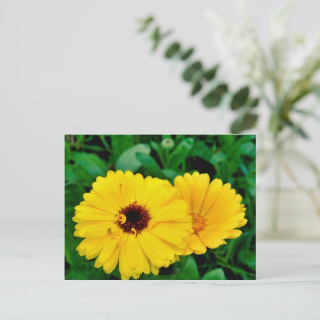Carte Postale Calendula Officinalis (Debout devant)