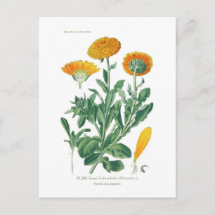 Carte Postale Calendula officinalis (Pot marigold)