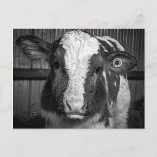 Carte Postale Calf de taureau laitier Young Holstein en noir et  (Devant)