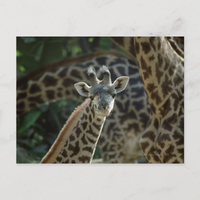 Carte Postale Calf girafe avec girafe (Devant)