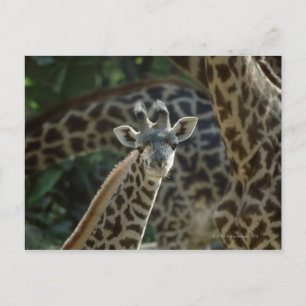 Carte Postale Calf girafe avec girafe