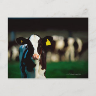Carte Postale Calf Holstein-Friesian