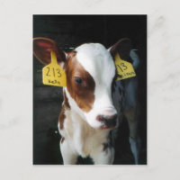 Calf Laitier Calves Bébé Vaches Ferme Kelly Photo