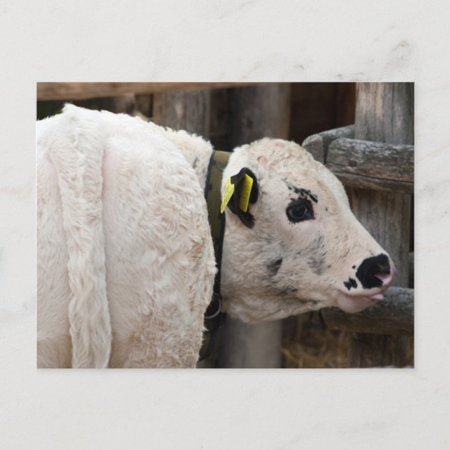 Carte Postale Calf Pustertal Pied (Devant)