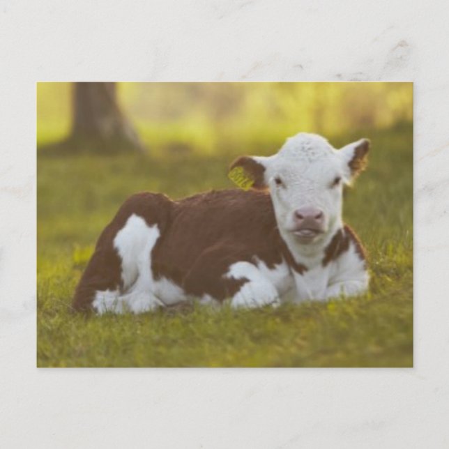 Carte Postale Calf Repose (Devant)