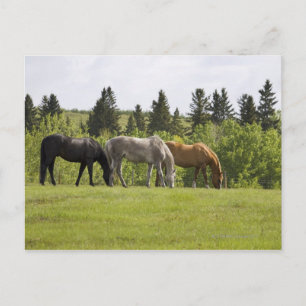 Carte Postale Calgary, Alberta, Canada