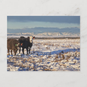 Carte Postale calgary, alberta, canada