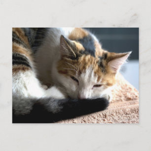Carte Postale Calico