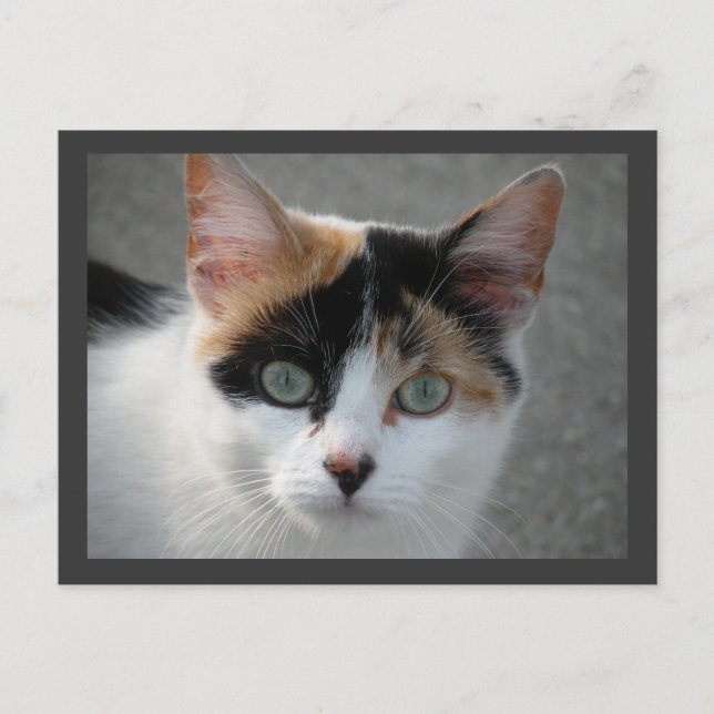 Carte postale Calico (Devant)
