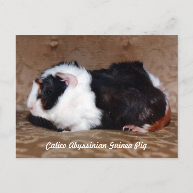 Carte Postale Calico Abyssinian (Devant)