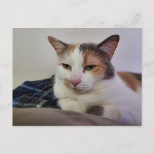 Carte Postale Calico Cat