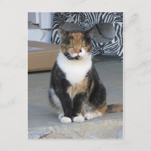 Carte Postale Calico Cat (Devant)