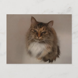 Carte postale Calico Cat