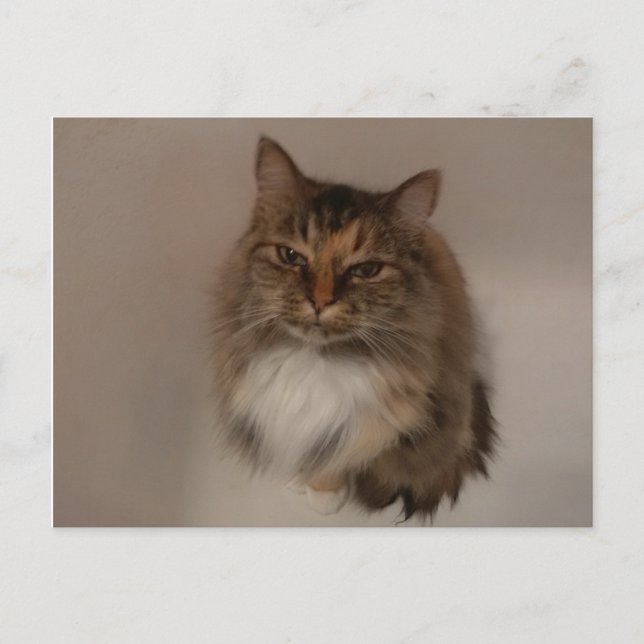 Carte postale Calico Cat (Devant)
