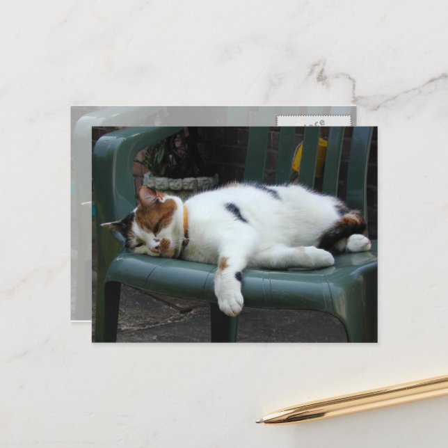 Carte Postale Calico cat allongé sur une chaise (Devant/Arrière en situation)
