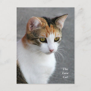 Carte Postale Calico Cat Love