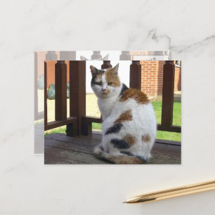Carte Postale Calico chat assis sur la terrasse