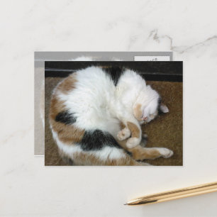 Carte Postale Calico chat courbé sur un tapis de porte