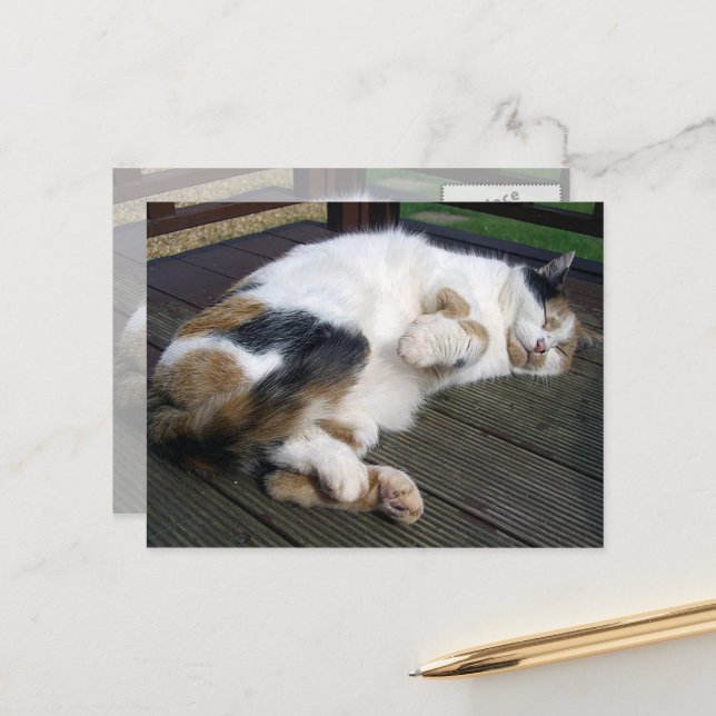 Carte Postale Calico chat serré sur le pont (Devant/Arrière en situation)