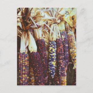Carte Postale Calico Corn