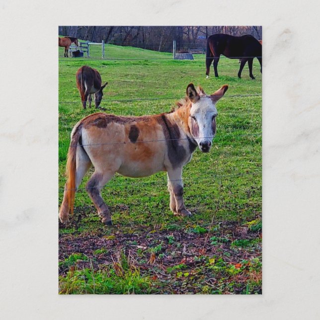 Carte Postale Calico Donkey (Devant)