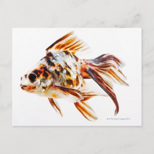 Carte Postale Calico Fantail Comet poisson rouge