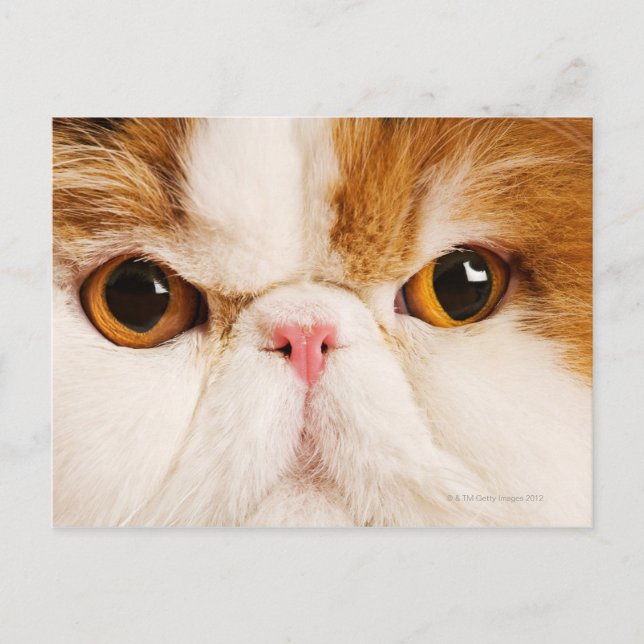 Carte Postale Calico Harlequin Perse (Devant)