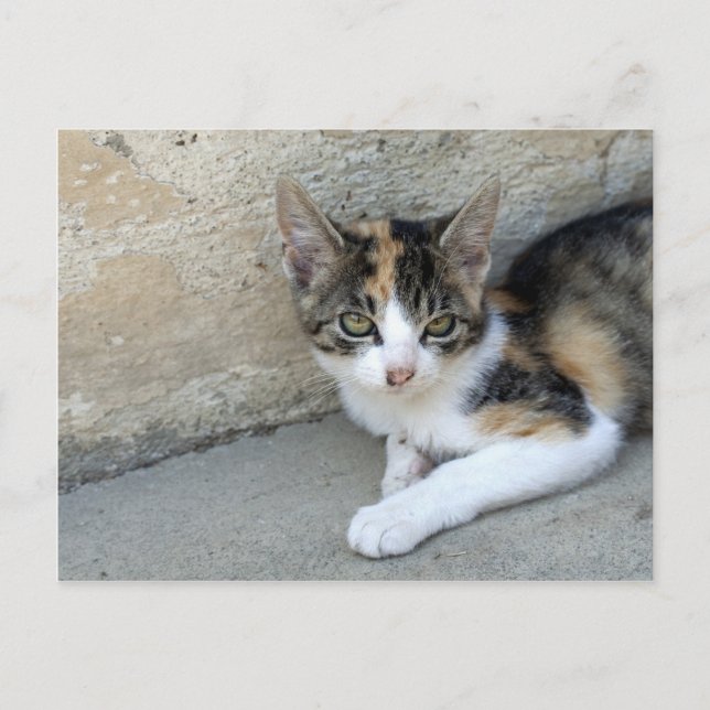Carte Postale Calico Kitten (Devant)