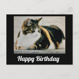 Carte Postale Calico Sleepy Chat Cute Joyeux Anniversaire