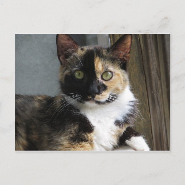 Carte Postale Calico Tortoise (Devant)