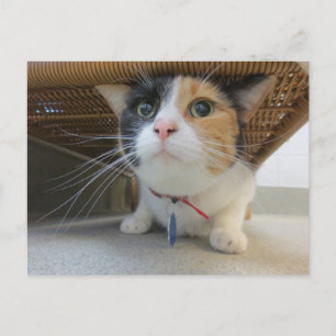 Carte Postale Calicot